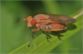 <p>OCTOMILKA OBECNÁ ? (Drosophila melanogaster) Jiříkov</p>